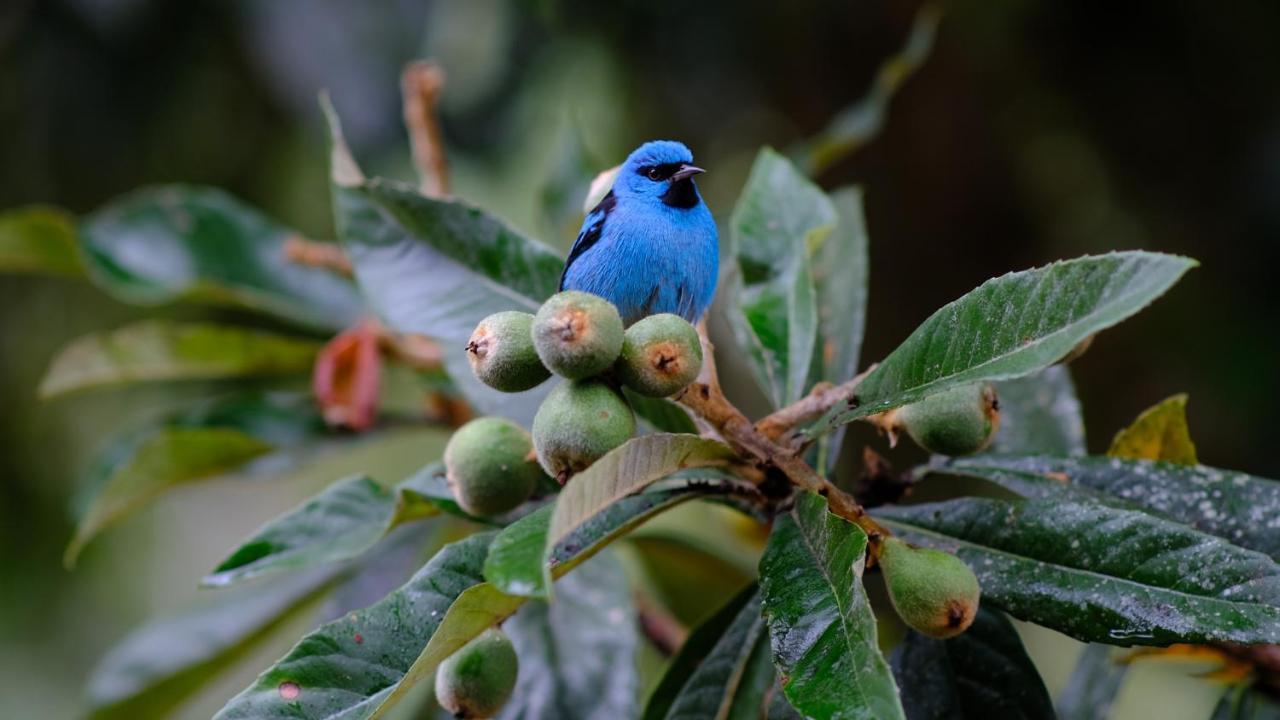 Pousada Salve Floresta Tapirai Bagian luar foto