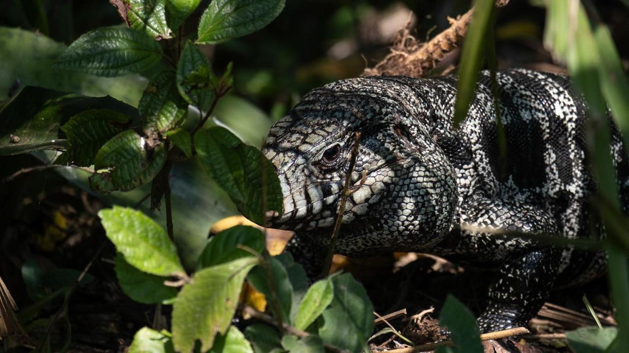 Pousada Salve Floresta Tapirai Bagian luar foto