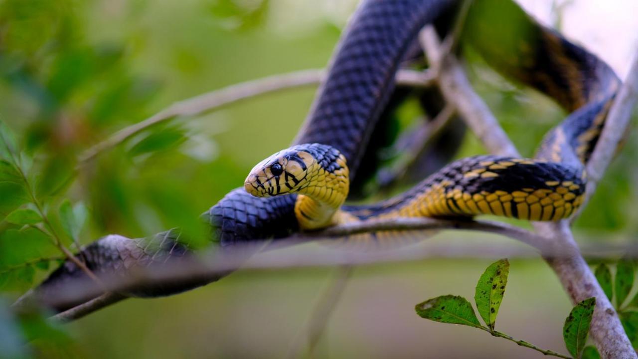 Pousada Salve Floresta Tapirai Bagian luar foto