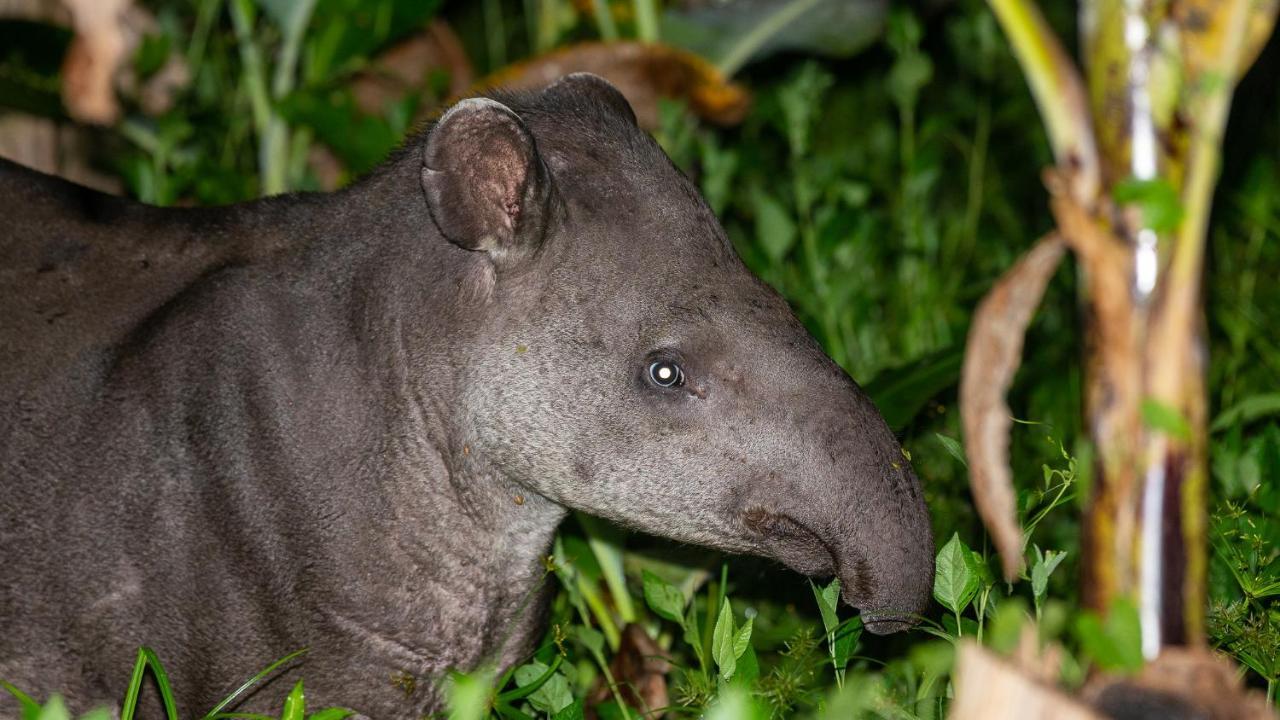 Pousada Salve Floresta Tapirai Bagian luar foto